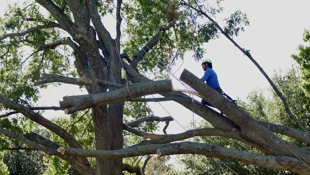 Professional Crown Thinning performed by certified arborists in Pittsford