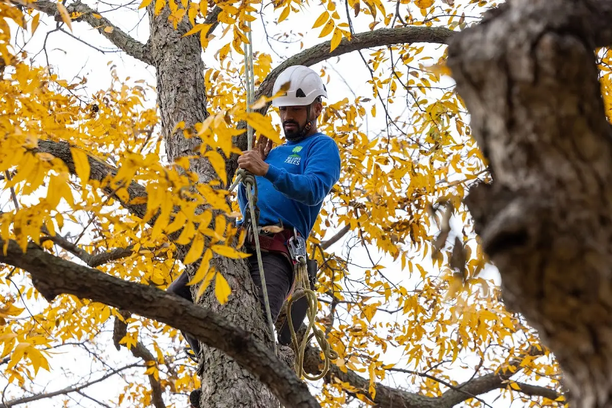Skilled Tree Planting crew working in Pittsford